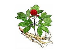Ginseng Wurzel, um die Leistung zu erhöhen